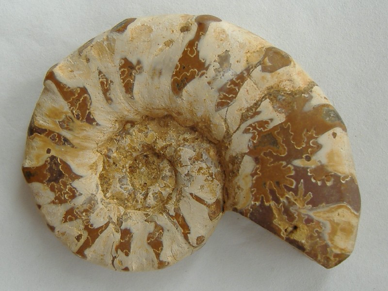 AMMONITE 5